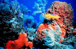 Picture Climate: How We Can Learn From Corals
