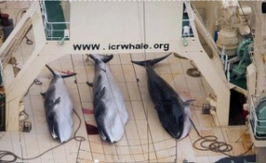 Japan to Resume Whaling in the Antartic