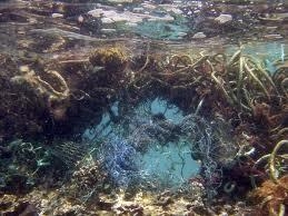 Oregon Senator to Introduce Marine Debris Emergency Act