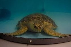 Sea Turtles Ready for Release After Aquarium Rehab
