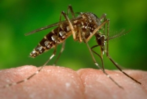 IMO: No Reason for Trade Restrictions amid Zika Outbreak