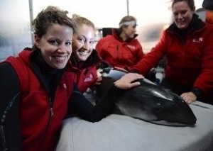 Stranded Vancouver Porpoise Released