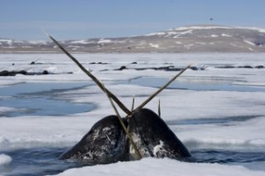 WWF-Canada Suing Shell
