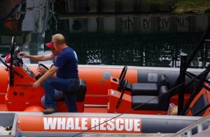 Whale Rescuers of Bay of Fundy