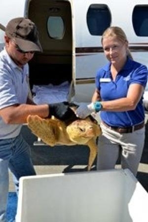 Free New Jersey-Charleston Flight for Loggerhead Turtle
