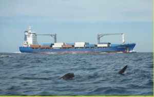 Protecting Migrating Whale Sharks off Mexican Coast