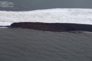 Arctic Walrus Change Mass Haul Out Behavior