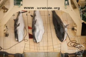 Sea Shepherd to Launch 11th Antarctic Whale Defense Campaign