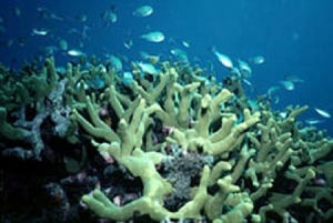 Ocean Biodiversity US$5-Million Protection Grant for Oceana