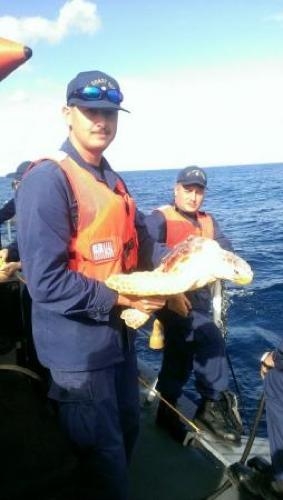 Sea Turtles Returned to the Deep by Coast Guard Cutter