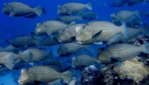 Fishing Indirectly Impacts Coral Reefs Finds New Report