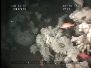 Glass Sponge Reef Fish-Trawling Violator Fined
