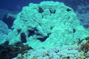 Can Corals Adapt to Climate Change? Perhaps, Says New Report