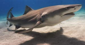 Lemon Sharks Go Back Home to Give Birth, Find Researchers