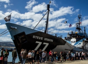 1st Ship Returns from Sea Shepherds Whale Defense Campaign
