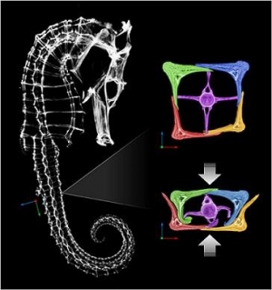 Seahorse Armor Gives Insight Into Robotics Designs