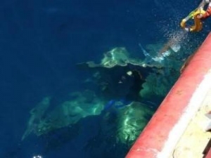 Ferrys Lost Propeller Recovered From Cook Strait