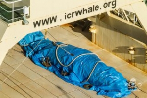 Sea Shepherd: Japan Kills Another 333 Minke Whales