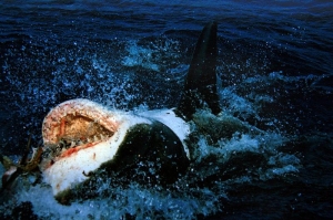 Great White Sharks Live Far Longer Than Supposed
