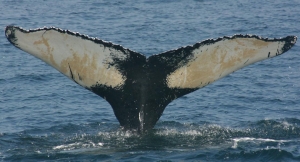Boaters Enlisted to Help Track Whales