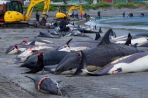 228 More Dolphins Slaughtered in Danish Faroe Islands