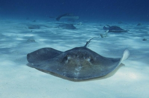 Sharks Rays & Chimaeras Now on Endangered Species List
