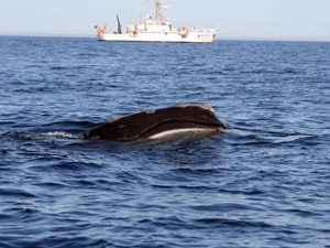Ship Speed Restrictions to Protect North Atlantic Right Whales