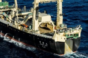 Japan Starts New Whaling Mission in Southern Ocean
