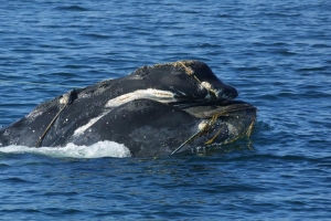 Killing Whales by Design and Default