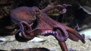 Europes Seas Under Threat