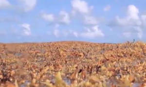 Sargasso Sea Protection: 11 Countries Pledge to Support Pact
