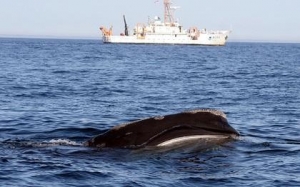 NOAA Proposal Aims to Extend Reduced Whale Ship Strikes