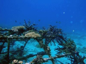 Japan Government Approve Mitsubishi Coral Reef Technology