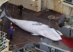 Japanese Whalers Return Empty-Handed
