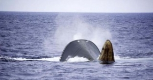 Update: Poaching Vessel Thunder Deliberately Scuttled?
