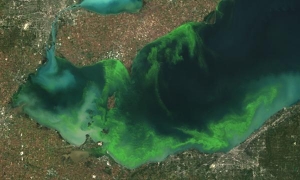 Toxic Algal Bloom Predicted in Western Lake Erie