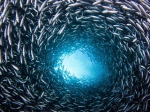 WWF: Oceans Worth USD 24 Trillion