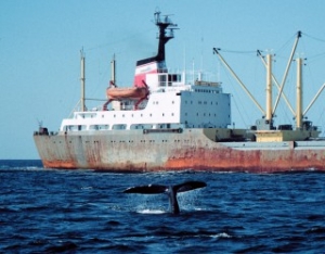 Study: Whales Lack Instincts to Dodge Ships