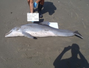 High Number of Gulf Dolphin Deaths Caused by Deepwater Horizon Spill