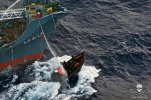 Sea Shepherd Takes Japanese Whalers to Court