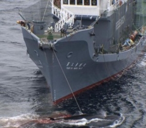 Japan Not Backing Down from Whaling Plans