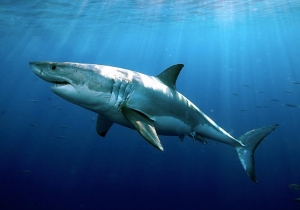 Summer Shark Research Heats Up at WHOI
