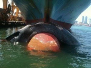 NGO Urges Carriers to Slow Down around Sri Lanka to Save Endangered Whales