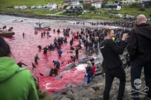 Faroe Islands Deny Entry to Sea Shepherds Anti-Whaling Vessel