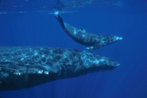 Dead Humpback Whale Calf Found under Tug Boat in Great Barrier Reef