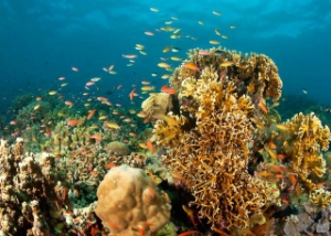 WWF: Populations of Marine Vertebrates Halved in Last Decades