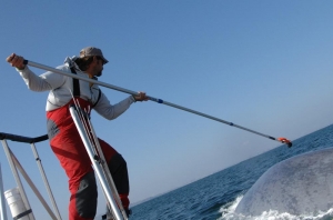 Navy Ships in Marine Mammal Research Study